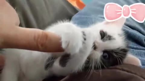 Playing kitten