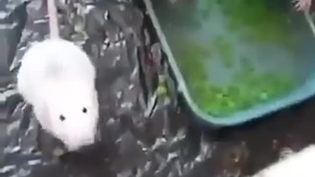 funny animal videos jumping scare mouse