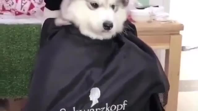 Giving the dog a haircut