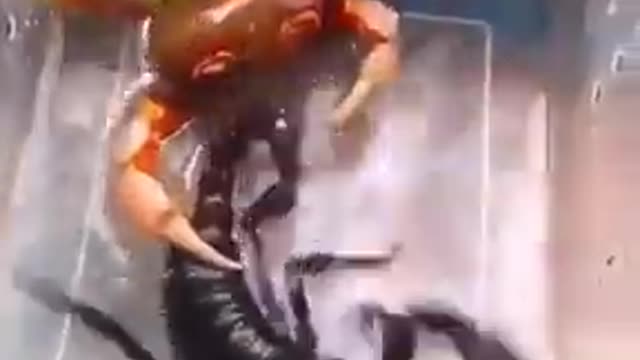 black scorpion vs crab