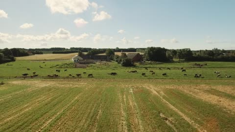 Farm animals in a field