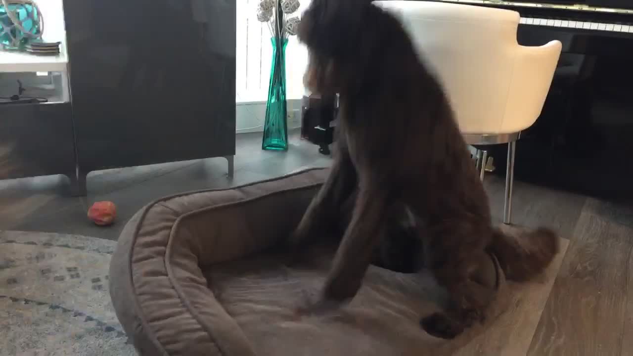 Black dog jumps on black bed to squeak toy