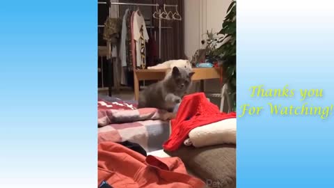 Cat Videos That Are Hilarious