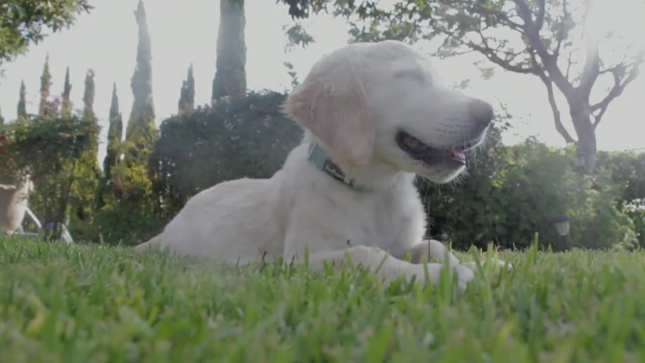 Cute Puppy -sitting in the field