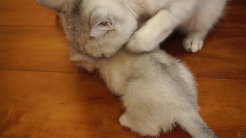 Mother Cat Cleaning kittens By force