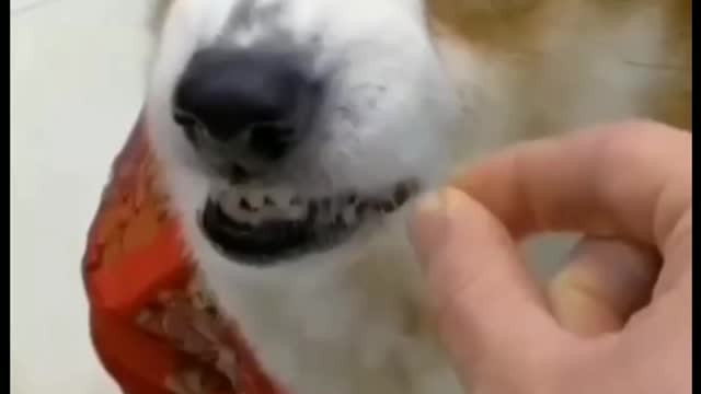 What happens when a dog is made a fool, see for yourself๐๐๐