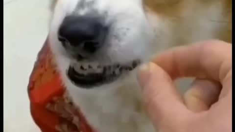 What happens when a dog is made a fool, see for yourself😂😂😂