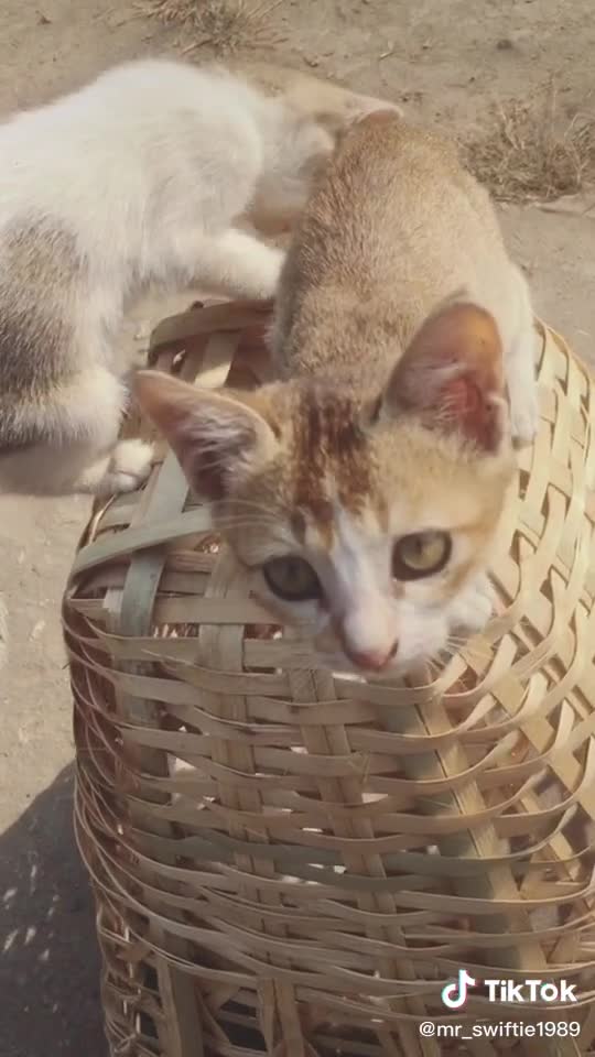 my Beautiful kitty kids playing ♥