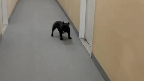 dog is hurry to run ,Dog 🐕 Enjoying run after leaving elevator