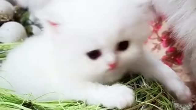 Cutest baby animals videos compilation cute moment of the animals-cutest animals # 54