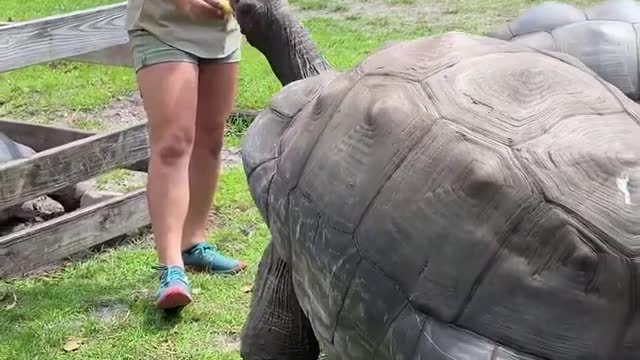Women Play with big turtle video