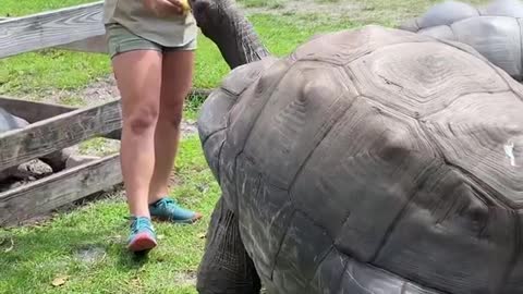 Women Play with big turtle video