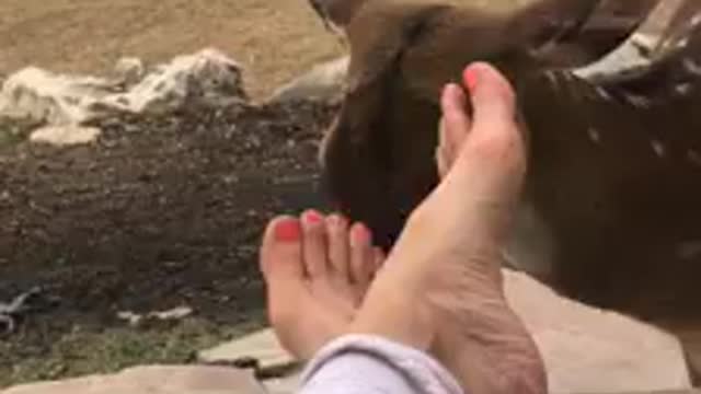 A deer play footsie with a human