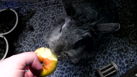 The rabbit is having a nice dinner.