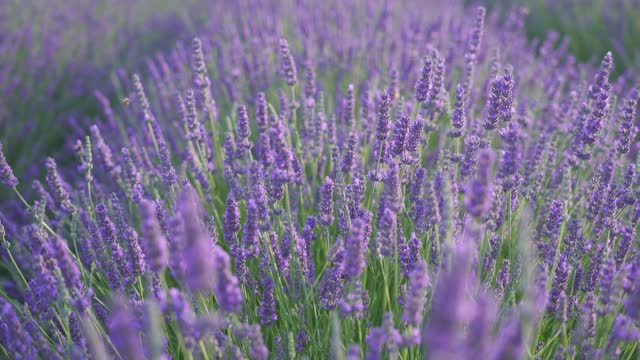 The Most Beautiful Lavender Flowers in the World