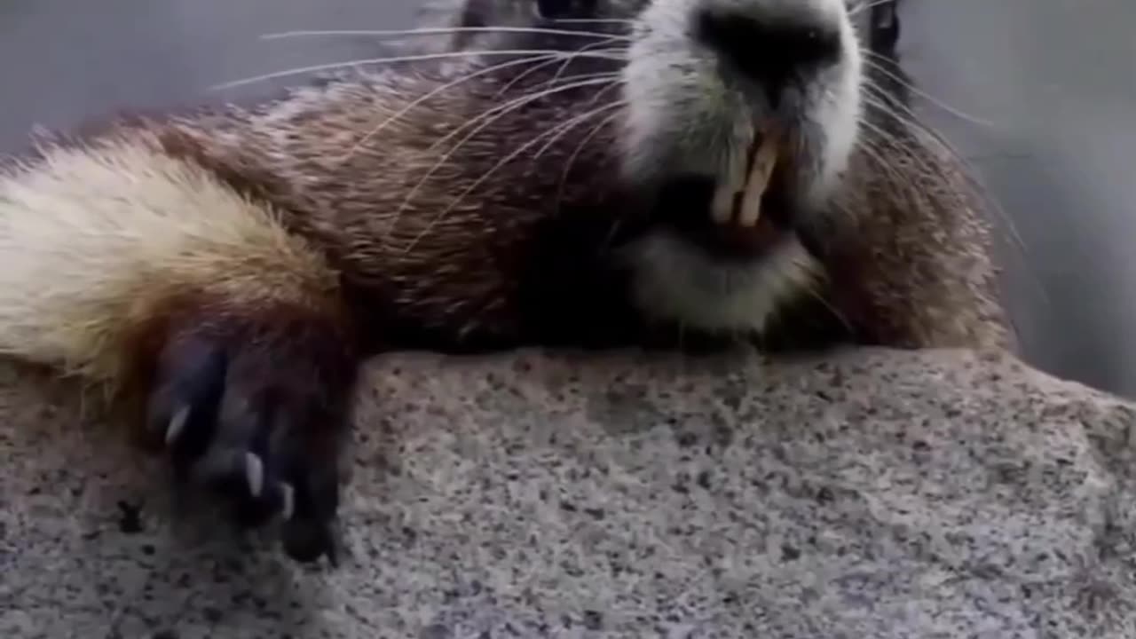 Funny Animal Video