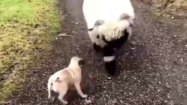 Small farm animals