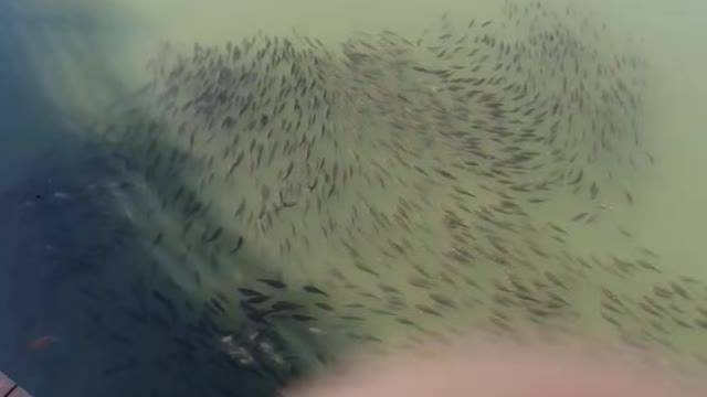 What are they following? Fish's follower!