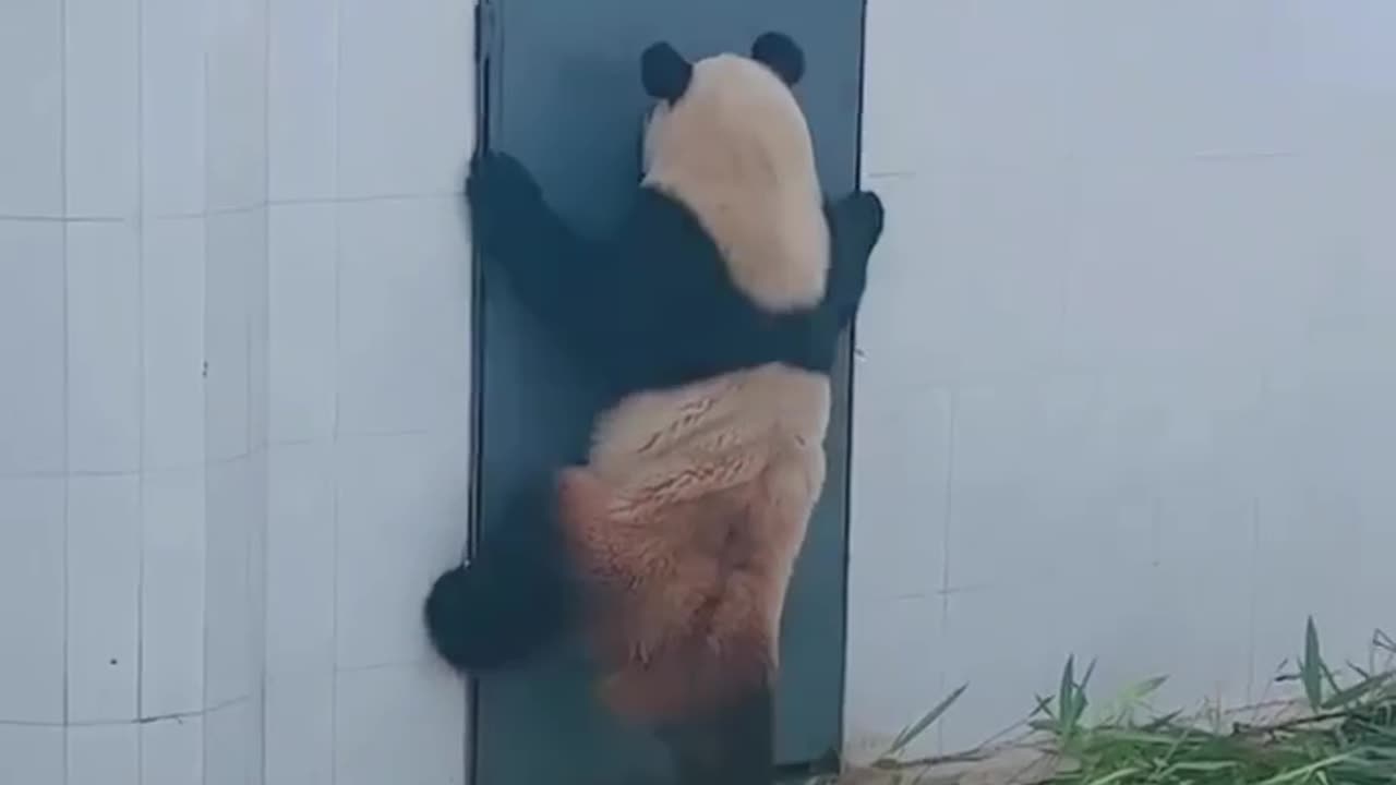 Kunfu Panda🐼 knows How to Open up Door🚪😂😂