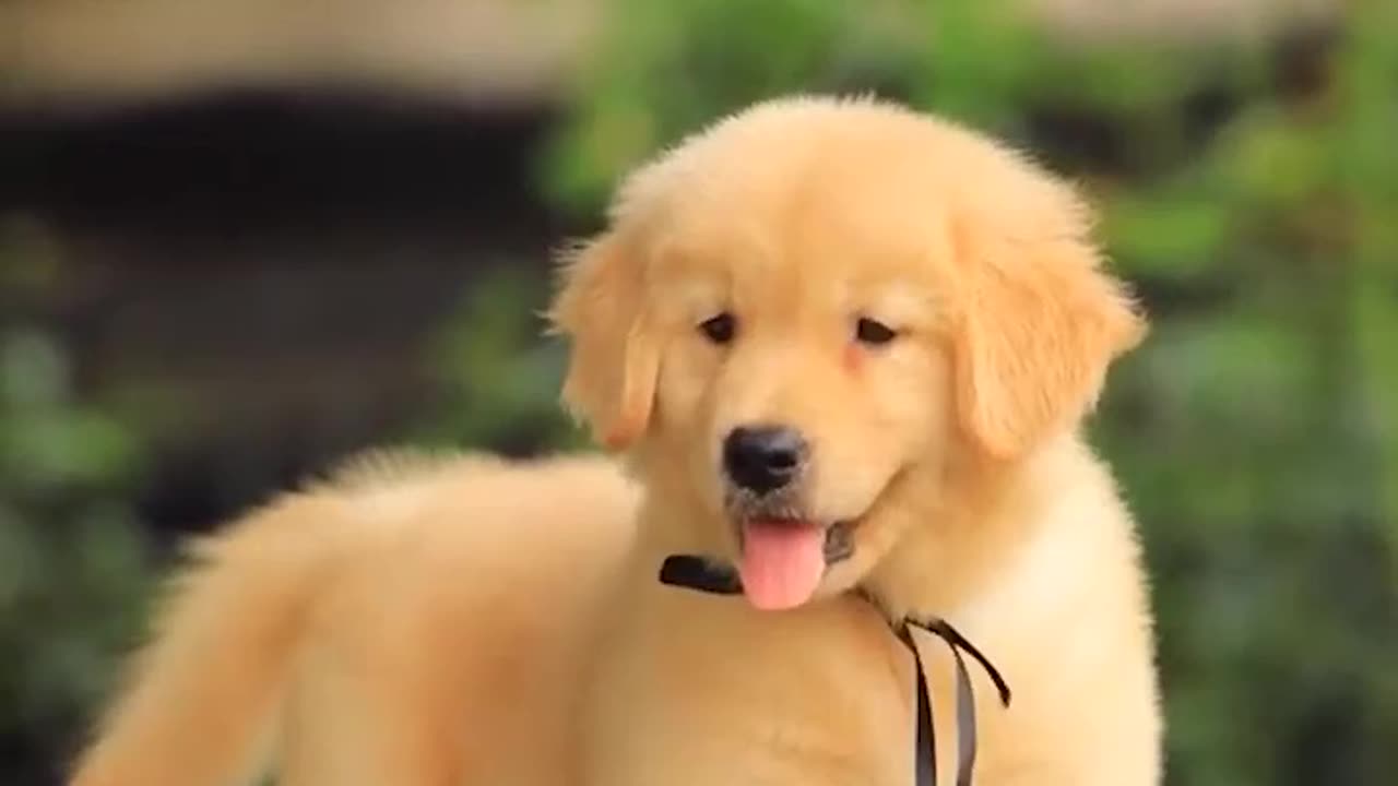 How to feed Golden Retriever puppy?