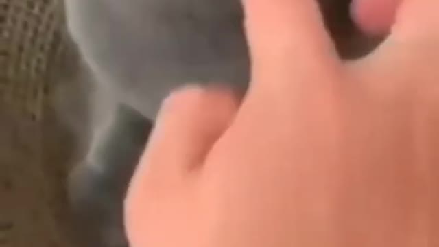 viral cat