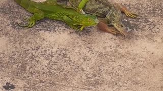 Iguanas In Love