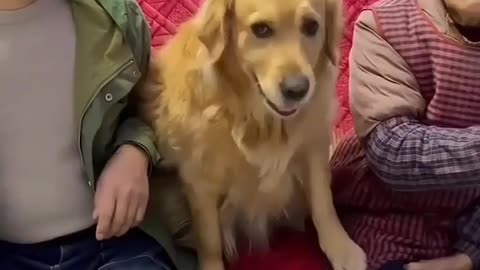 Dog comedy scene