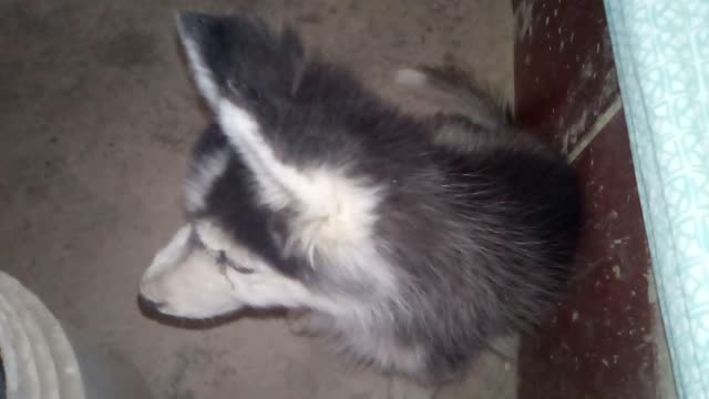 MY WOLF AT 3 MONTHS ALREADY SPEAKS