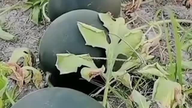 Amazing Satisfying Video