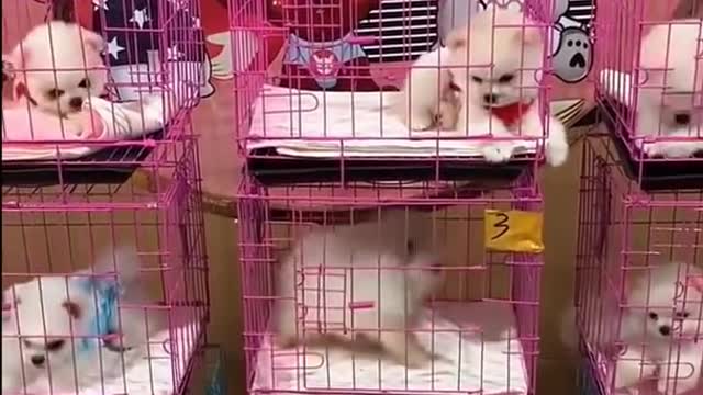 Unbelievable mini Pomeranian - funny and cute Pomeranian videos