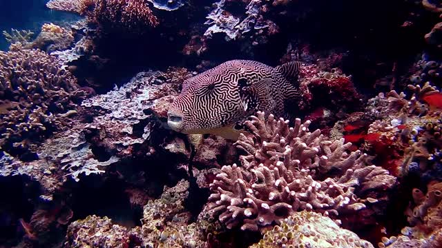 CRIATURAS SUBAQUÁTICAS