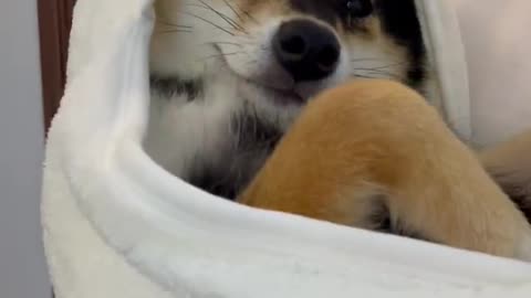 Dog bathing care