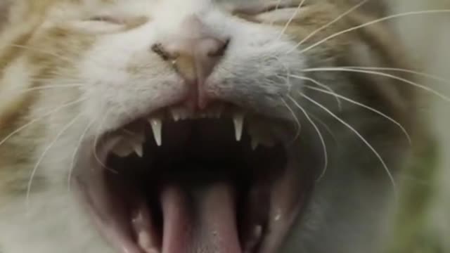 Funny Cat Wake Up Morning with Alarm