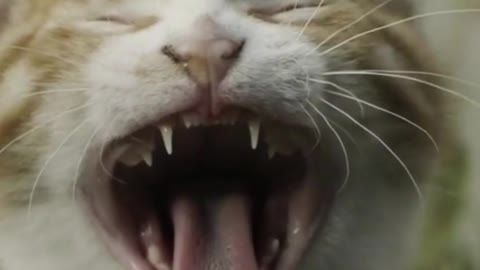 Funny Cat Wake Up Morning with Alarm