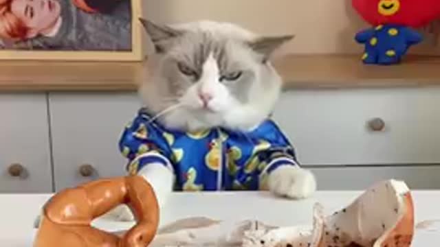 My mug #catsoftiktok #CODAduets #recipes #Pet #EatFreshRefresh