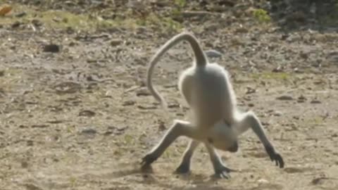Funny Animal Action