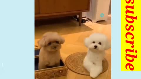Dog video -funny dog video