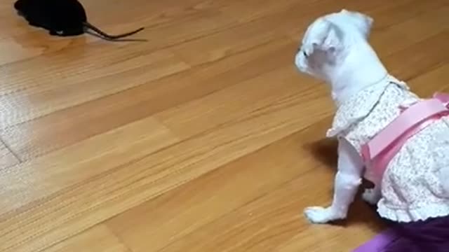 Puppy hunting a mouse toy