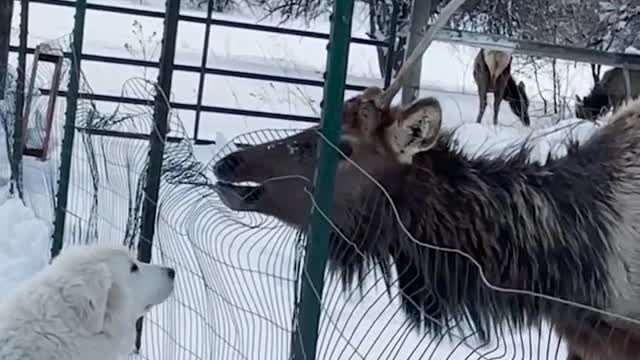 Hilarious Animal Encounters