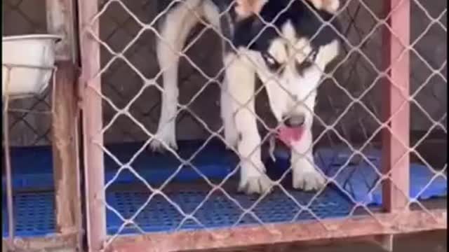 Dog "survival of the fitest" funny viral vidro