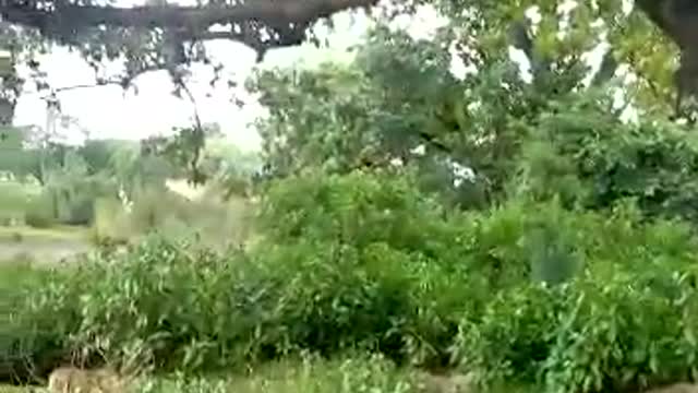 #my first vlog||#jangal me ek truck jiska koi malik nahi