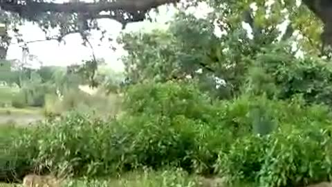 #my first vlog||#jangal me ek truck jiska koi malik nahi