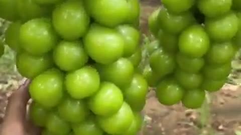 Fresh Grapes fruit #fruitgarden #farming