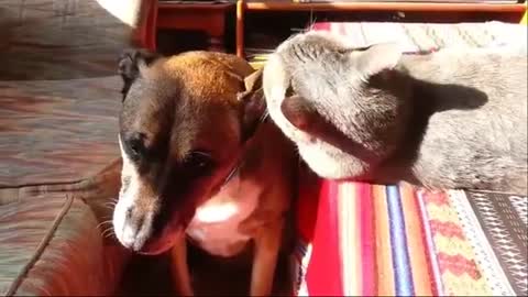 Adorable cat and dog friends