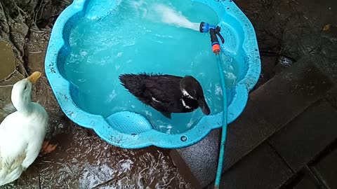 Sticky's first time in the pond