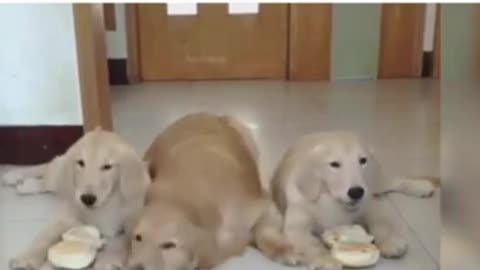 Cute and fair funny dogs (2022)#shorts