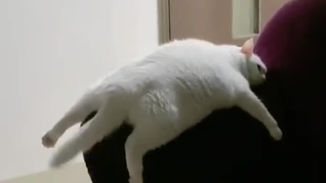 CATS will make you LAUGH YOUR HEAD OFF - Funny CAT compilation