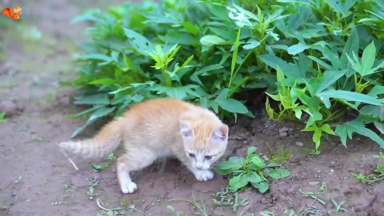 Kittens run around animals- cows, chickens, elephants, ducks - cat sounds