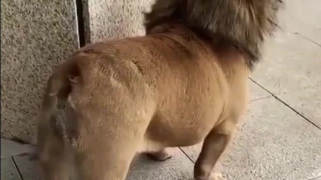 OMG so cute cats and dog funny video 2022