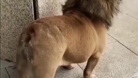 OMG so cute cats and dog funny video 2022